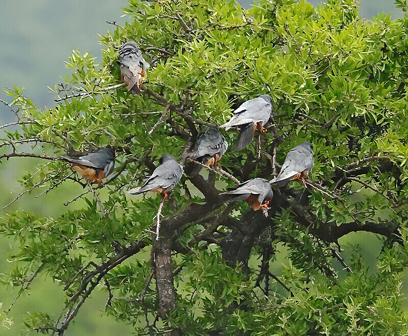 Red Footed Falcons - Lesvos 2025