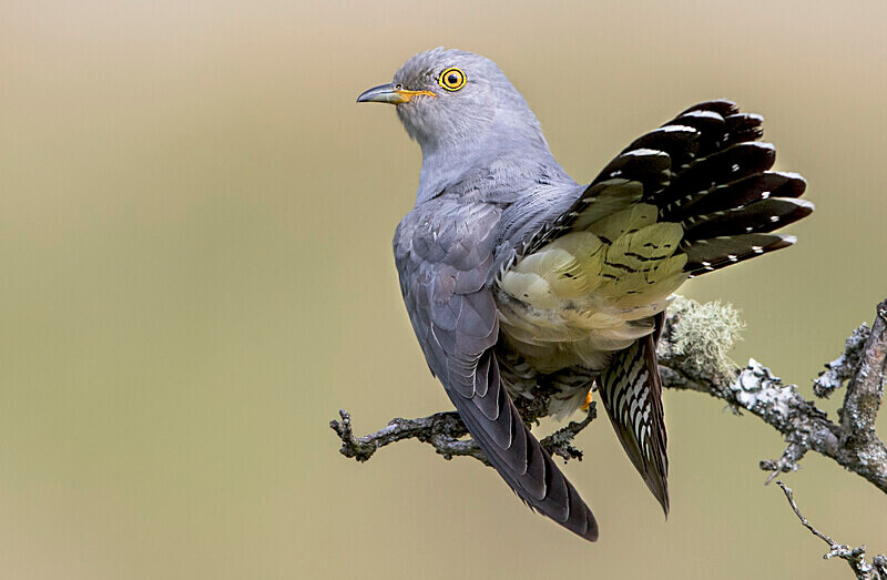 Male Cuckoo - Cuckoos