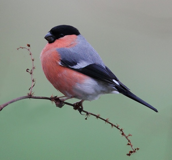 Bullfinch - Finches