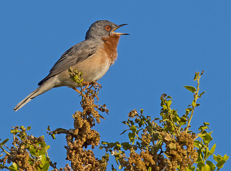 Sub Alpine Warbler. - Lesvos April/May 2023