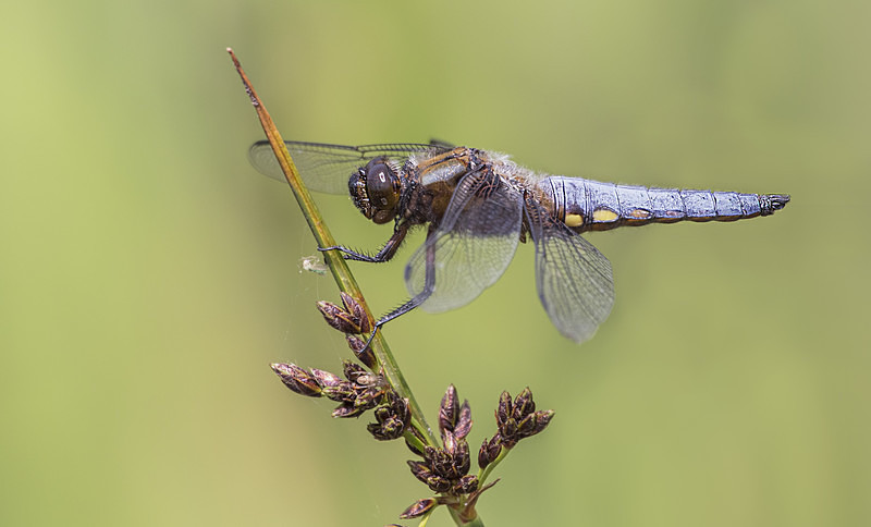Broad-bodied Chaser - Dragonflies and Damselflies