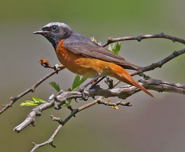 Common Redstart - Common & Black Redstarts