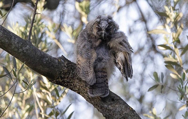 Long Eared Owl - Lesvos 2015
