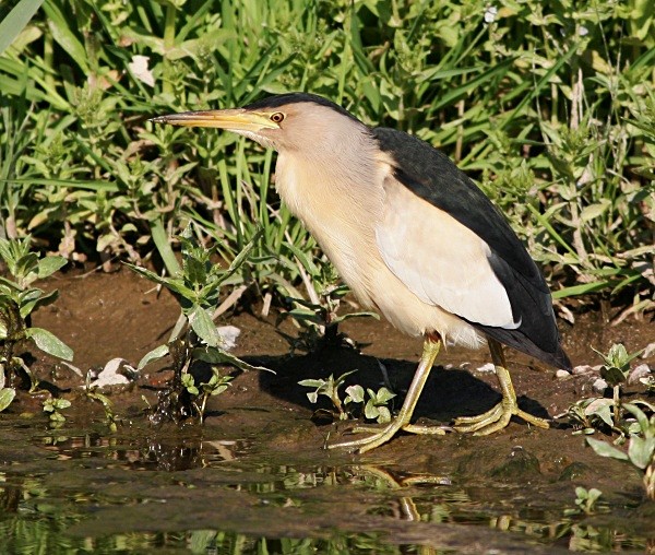 Little Bittern - Lesvos 2011