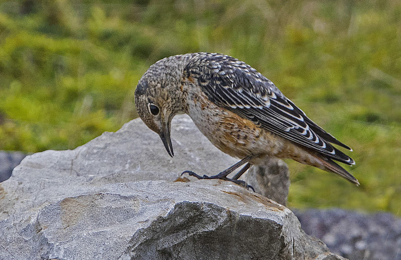 Rock Thrush - Rock Thrush.