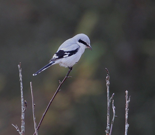 Great Grey Shrike - Cuckoos, Shrikes & Waxwings
