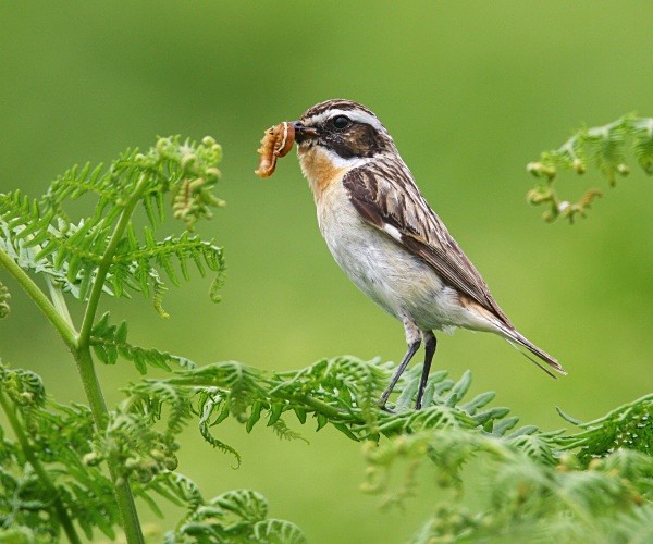 Whinchat - Chats, Sparrows & Starlings