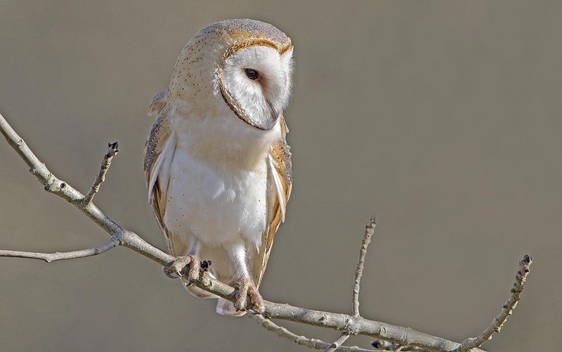 Barn Owl - Owls, Raptors, Corvids & Doves