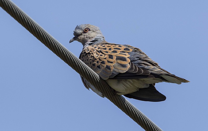Turtle Dove - Lesvos 2015