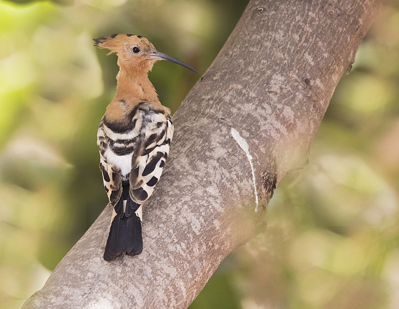 Hoopoe. - The Gambia 2018