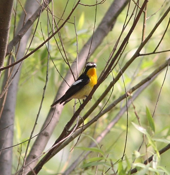 Yellow Rumped Flycatcher - China Birds