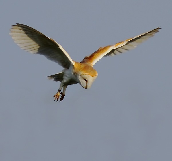 Barn Owl - Norfolk, Spring 2012