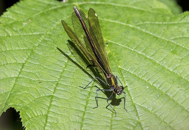 Beautiful Demoiselle - Dragonflies and Damselflies