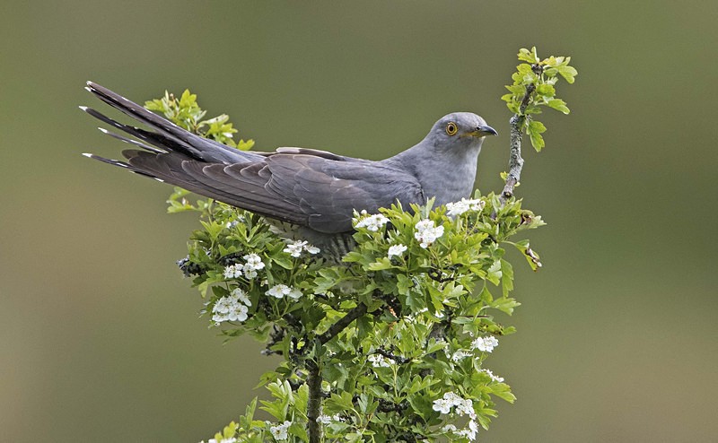 Male Cuckoo - Cuckoos