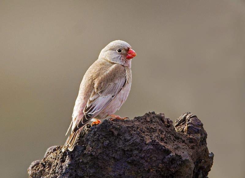 Trumpeter Finch. - Lanzarote
