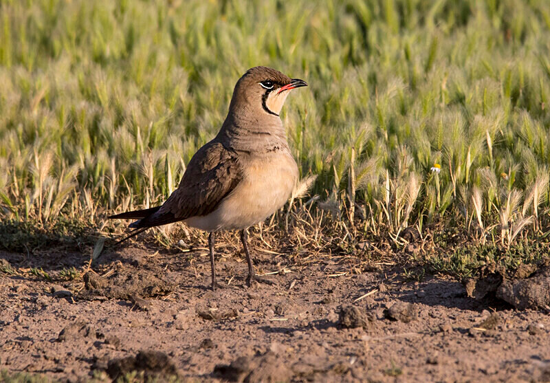 Collared Pratincole - Lesvos May 2022