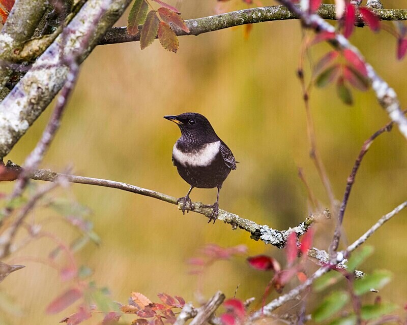 Ring Ouzel - Ring Ouzels