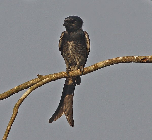 Black Drongo - Indian Birds