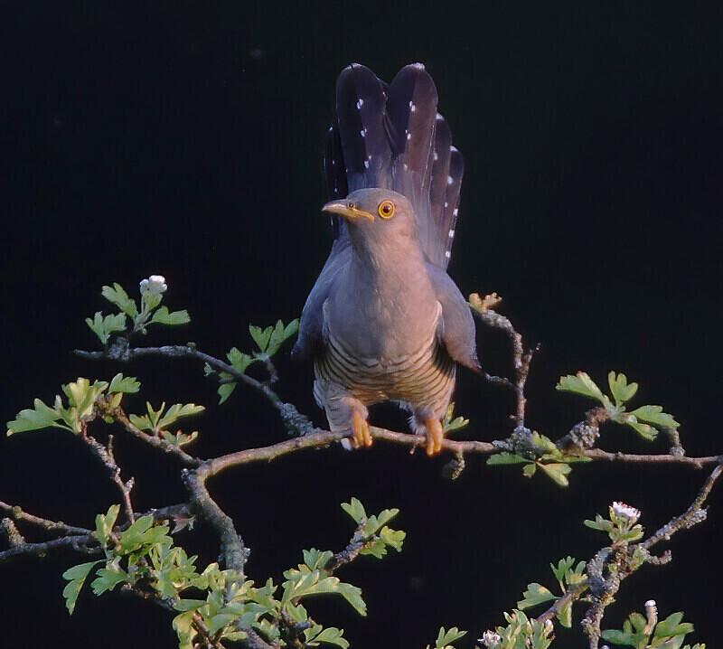 Cuckoo - Cuckoos, Shrikes & Waxwings