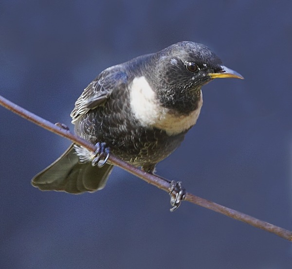 Male Ring Ouzel - Thrushes & Ouzels
