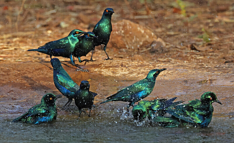 Glossy Starlings Bathing - The Gambia Januarry 2026