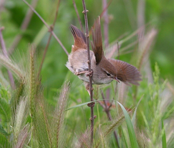 Cetti'sWarbler - Lesvos 2011