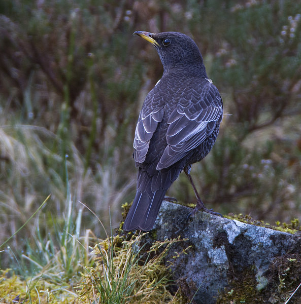 Male Ring Ouzel - Ring Ouzels