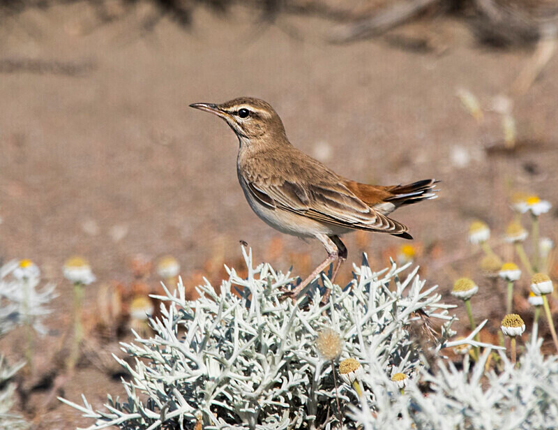 Rufous Bush Robin - Lesvos May 2022