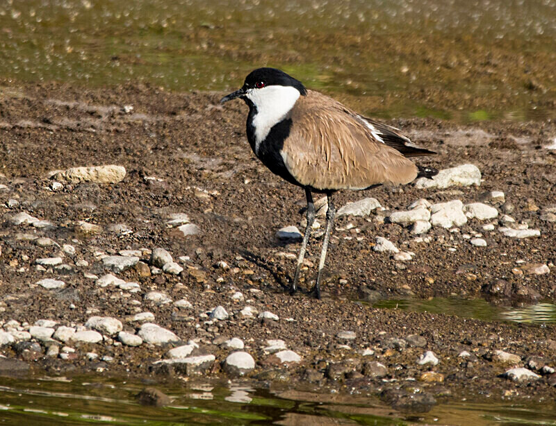 Spur Winged Plover - Lesvos May 2022