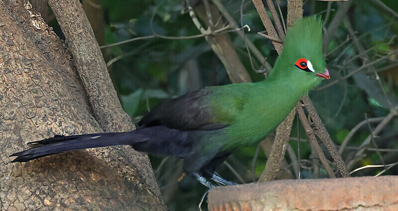 Green Turaco - The Gambia Januarry 2026