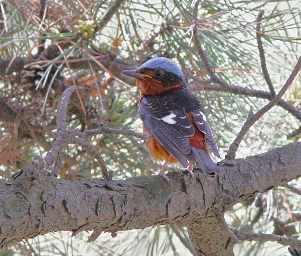 White Throated Rock Thrush - China Birds