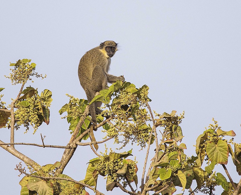 Green Ververt Monkey. - The Gambia 2018
