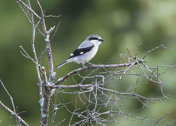Northern Grey Shrike - Extremadura, Spain
