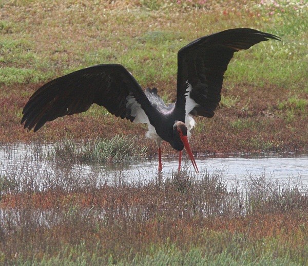 Black Stork - Lesvos 2011