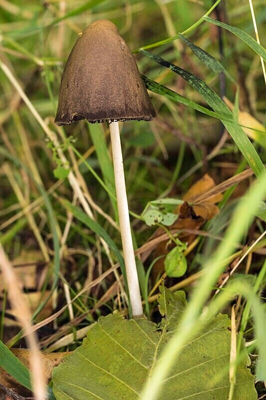 Conical Brittlestem - Caps