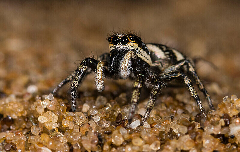 Zebra Spider - Female - Images from the small world.