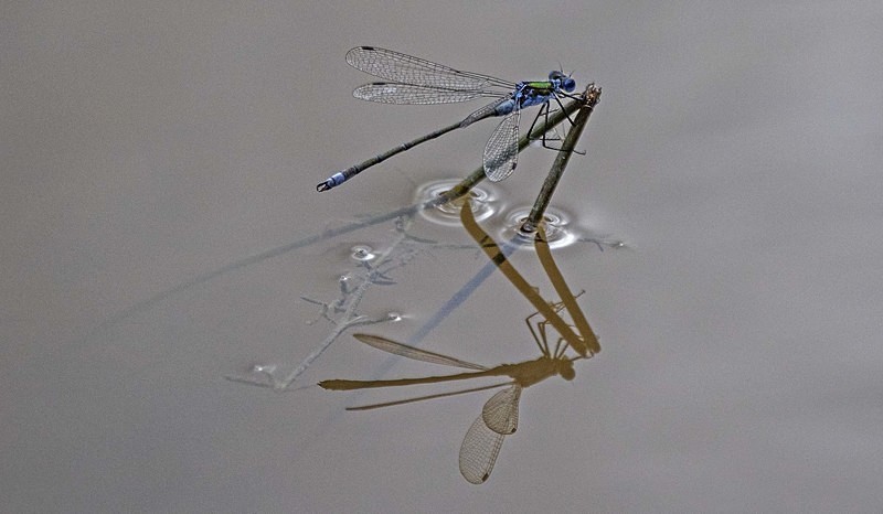 Emerald Damselfly - Dragonflies and Damselflies