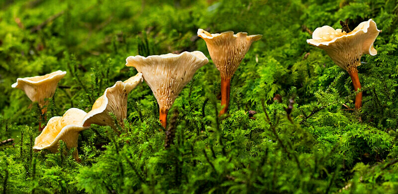 False Chanterelle. - Caps