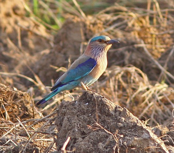Indian Roller - Indian Birds