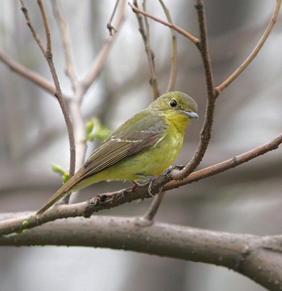 Elisaes Flycatcher - China Birds