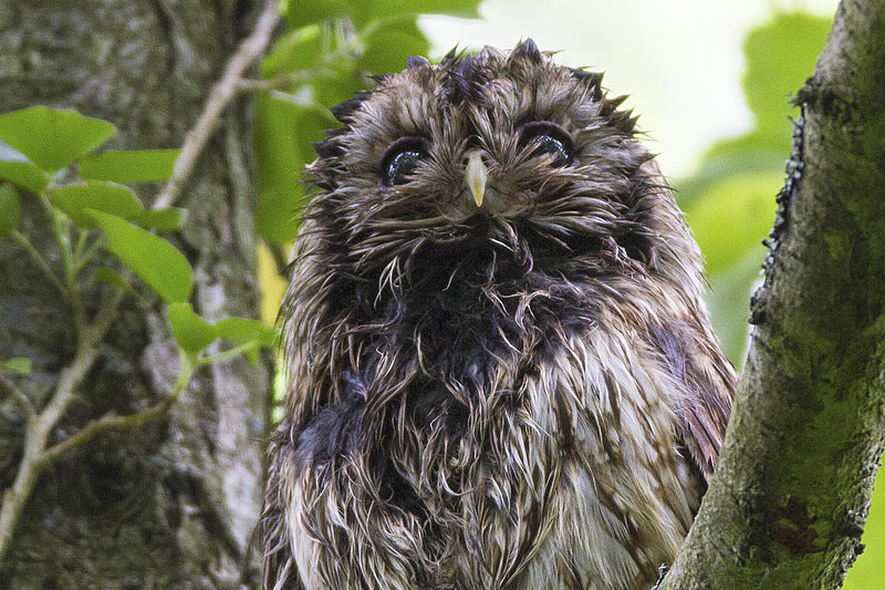 Adult after a bath - Owls, Raptors, Corvids & Doves