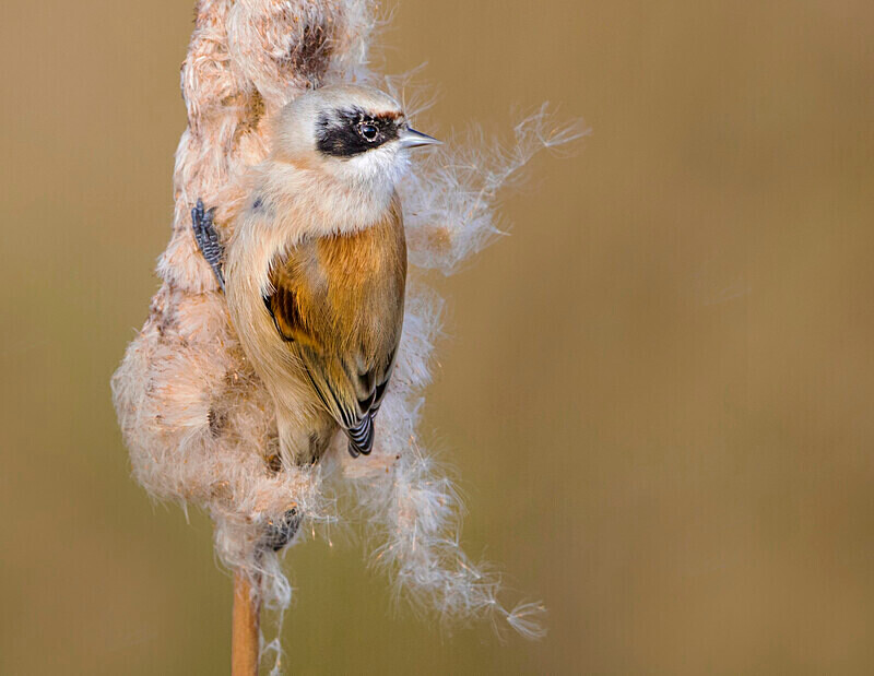 Male Penduline Tit - Crests & Tits