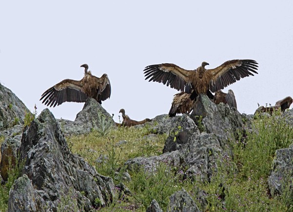 Griffon Vultures - Extremadura, Spain