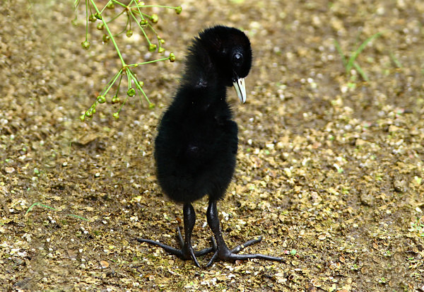 Water Rail chick - Herons, Egrets, Rails & Divers