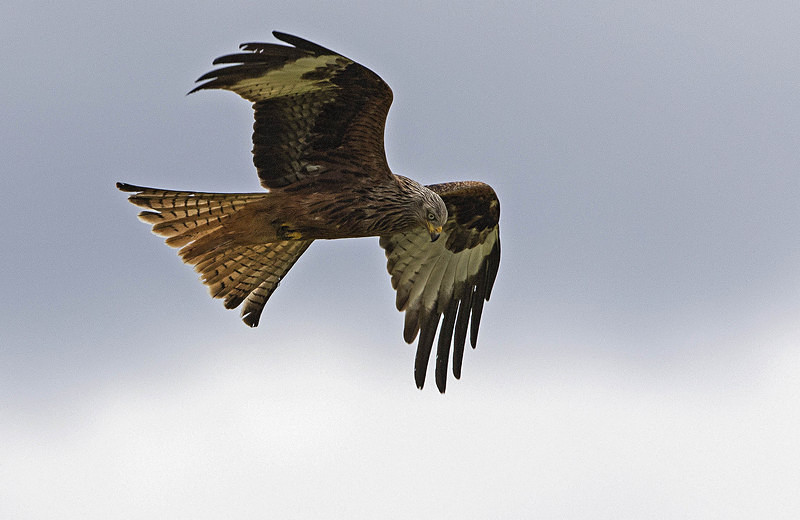 Red Kite - Owls, Raptors, Corvids & Doves