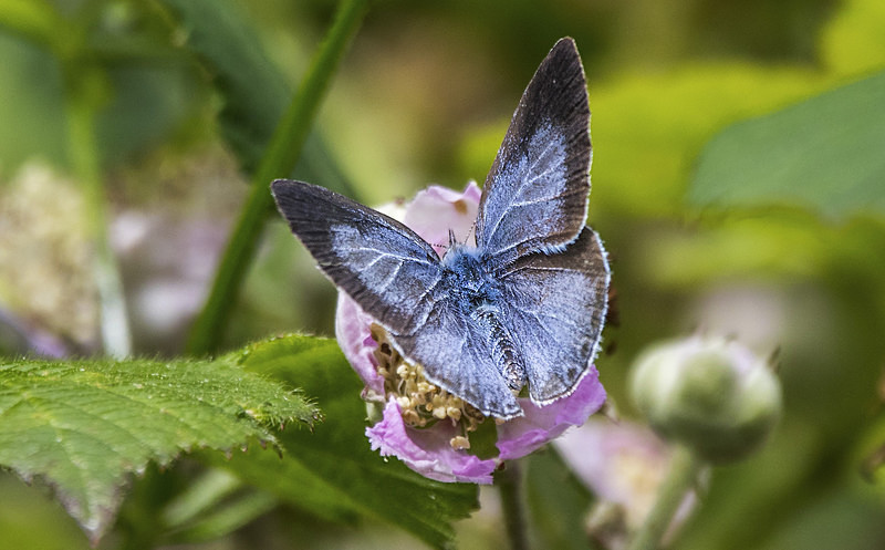 Holly Blue - Butterflies