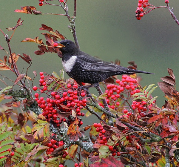 Male Ring Ouzel - Thrushes & Ouzels
