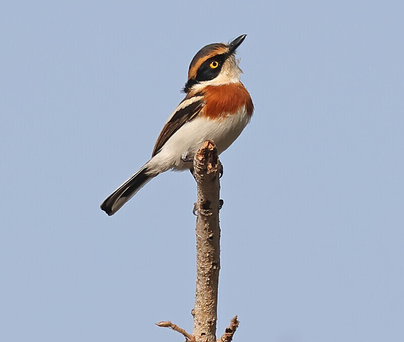 Senegal Batis (F) - The Gambia Januarry 2026