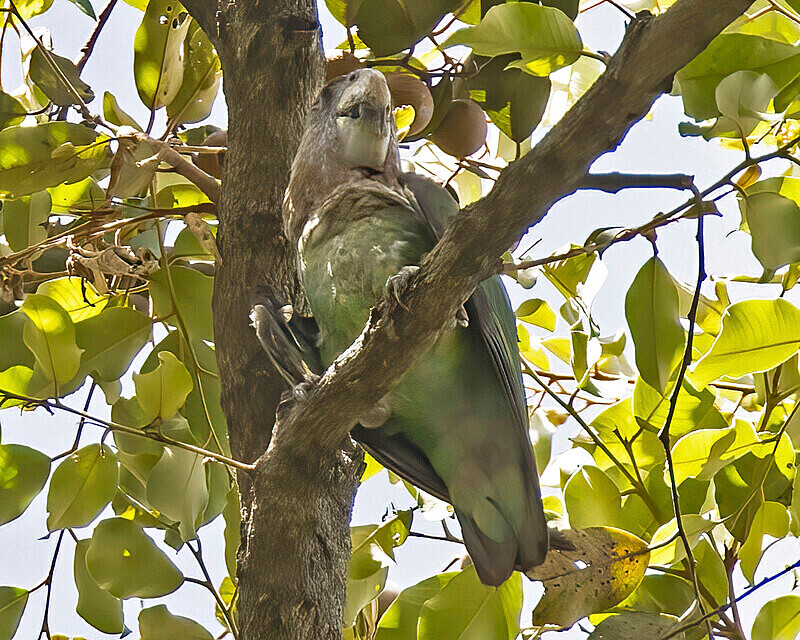 Brown Necked Parrot - The Gambia Nov/Dec 2023