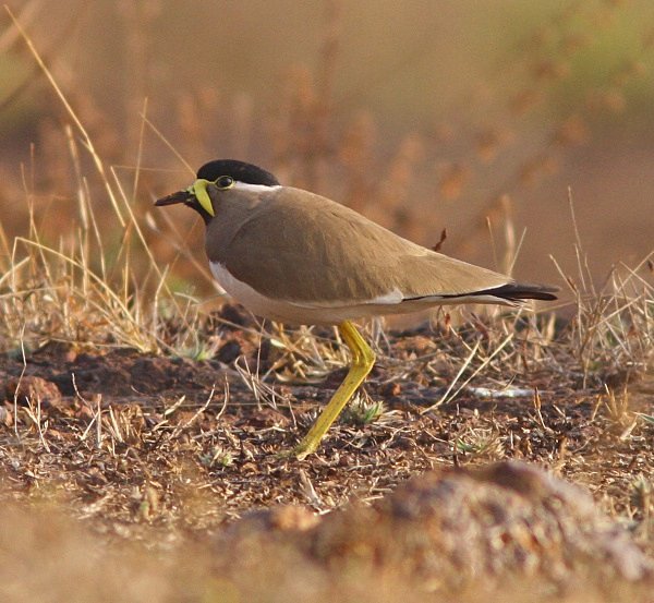 Yellow Wattled Lapwing - Indian Birds